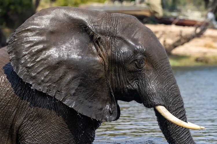 Elephant in Chobe National Park, Botswana, partially submerged in water with one tusk visible.