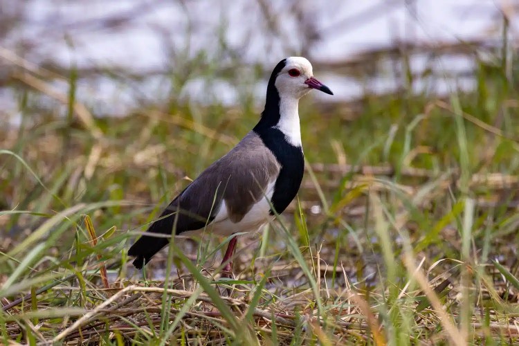 African wattled lapwing in Chobe National Park, Botswana, standing in grassy area.