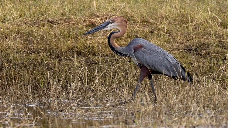 Goliath Heron wading in the water at Chobe National Park, Botswana.