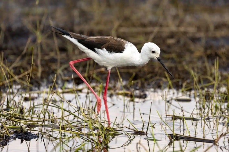 Black-winged stilt wading in Chobe National Park, Botswana, with its long pink legs.