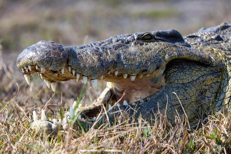 Crocodile with open mouth in Chobe National Park, Botswana