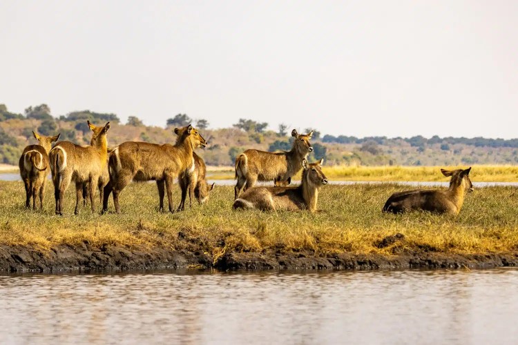 Waterbucks grazing and resting along a riverbank in Chobe National Park, Botswana.
