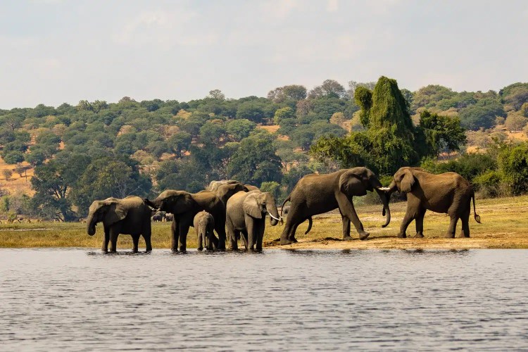 Elephants at Chobe National Park, Botswana, drink from a river, with lush trees in the background.