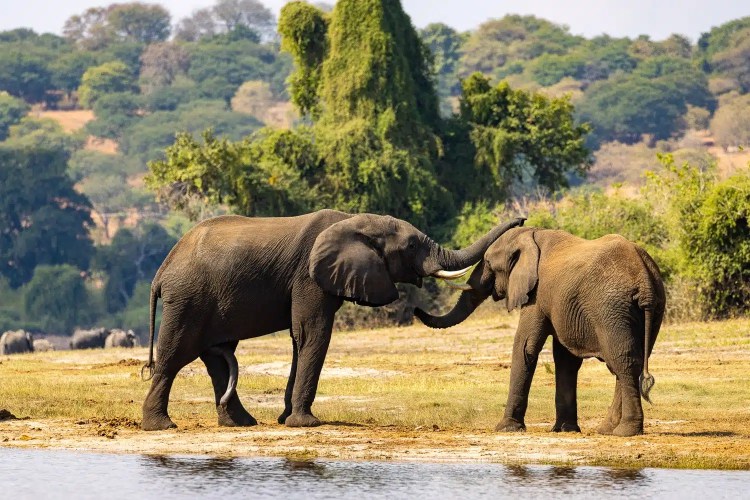 Elephants touching trunks near water in Chobe National Park, Botswana.