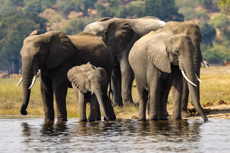 Elephants drinking water in Chobe National Park, Botswana. Herd with a baby elephant.