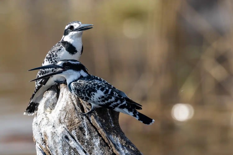 Pair of pied kingfishers perched on a log in Chobe National Park, Botswana.