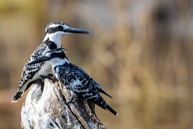 Pair of pied kingfishers perched in Chobe National Park, Botswana.