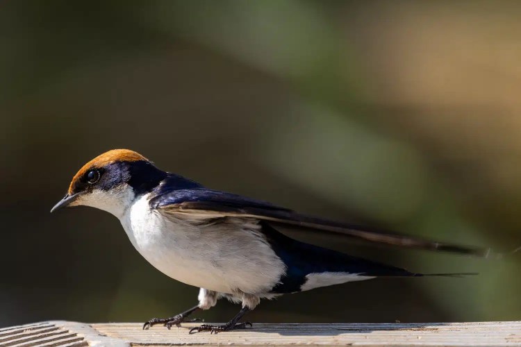 Wire-tailed swallow with orange head in Chobe National Park, Botswana.