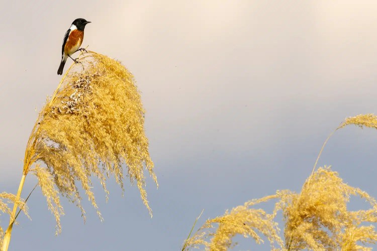 Stonechat bird perched atop golden grass in Chobe National Park, Botswana.