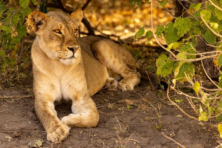 Lioness resting in shade at Chobe National Park, Botswana. Wildlife photography.