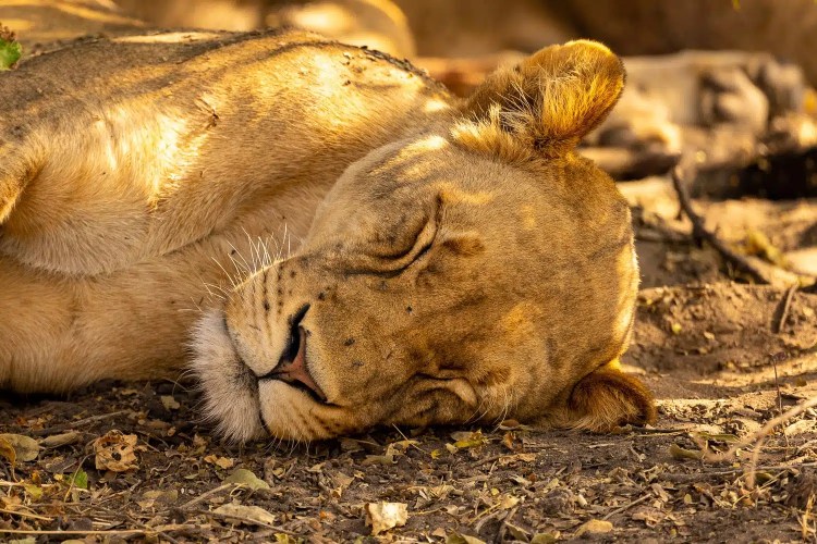 Lioness sleeping peacefully in Chobe National Park, Botswana. Wildlife scene.