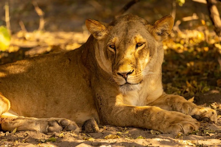 Lioness resting in Chobe National Park, Botswana. Wildlife in Botswana.