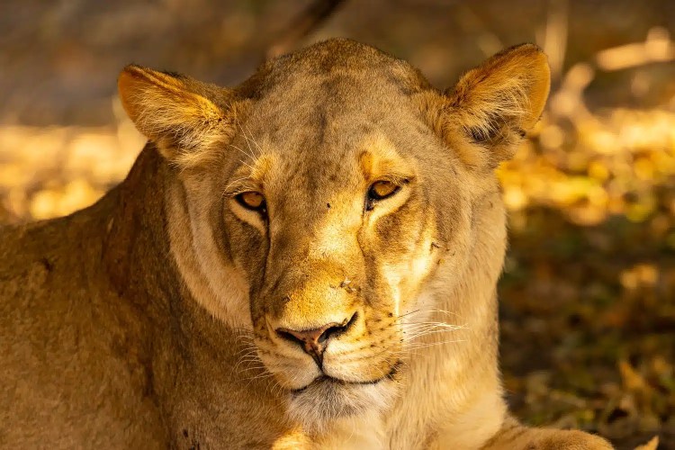 Lioness portrait in Chobe National Park, Botswana, with focused gaze and golden fur.