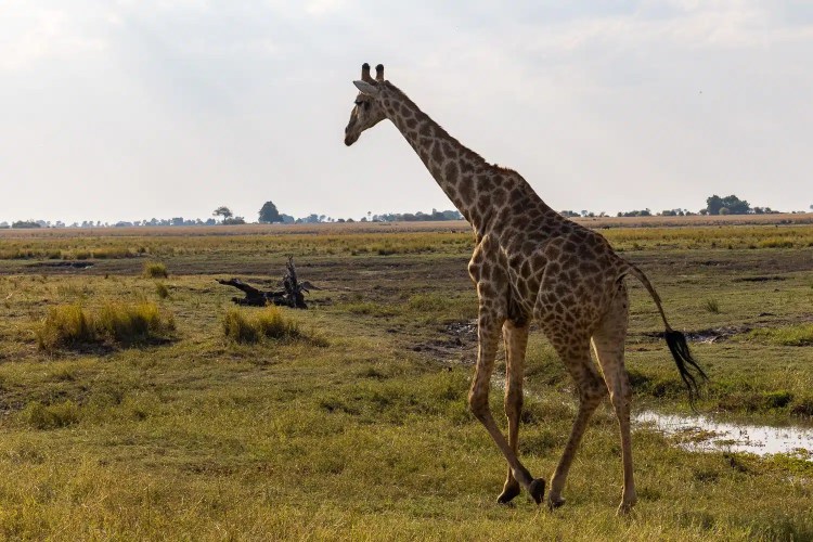 Giraffe walking in Chobe National Park, Botswana. Wildlife in natural habitat.