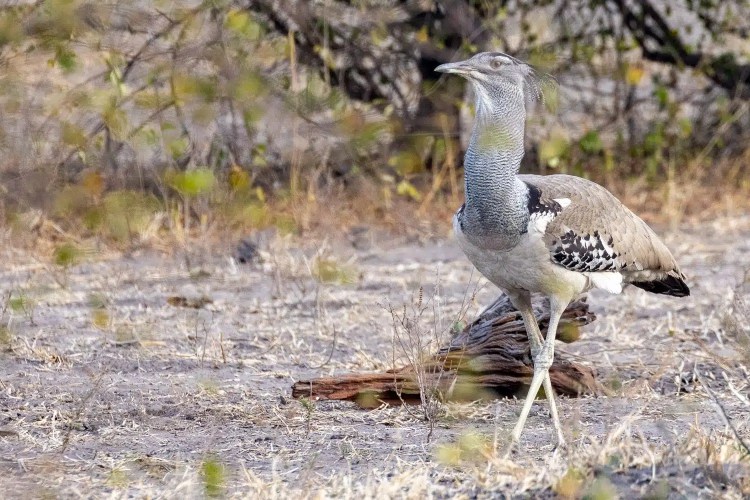 Kori Bustard in Chobe National Park, Botswana. Large bird with long neck and speckled plumage.