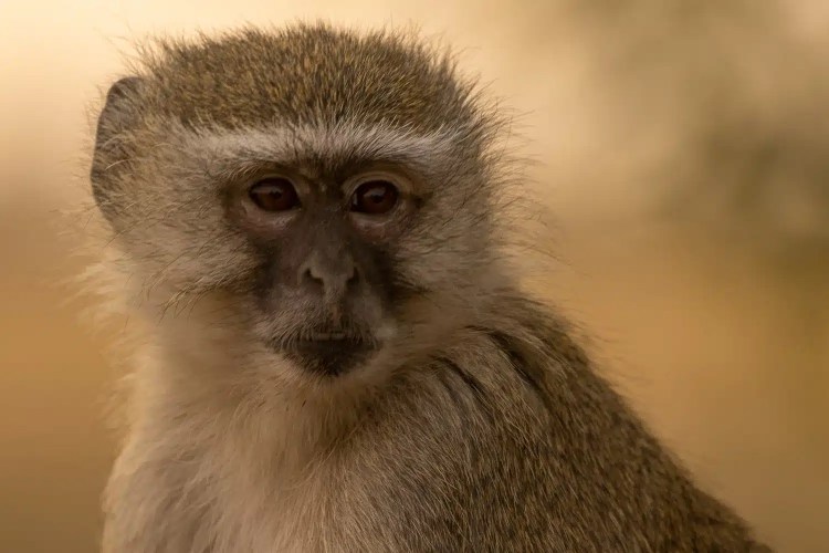 Vervet monkey portrait in Chobe National Park, Botswana. Close-up of a primate with striking eyes.