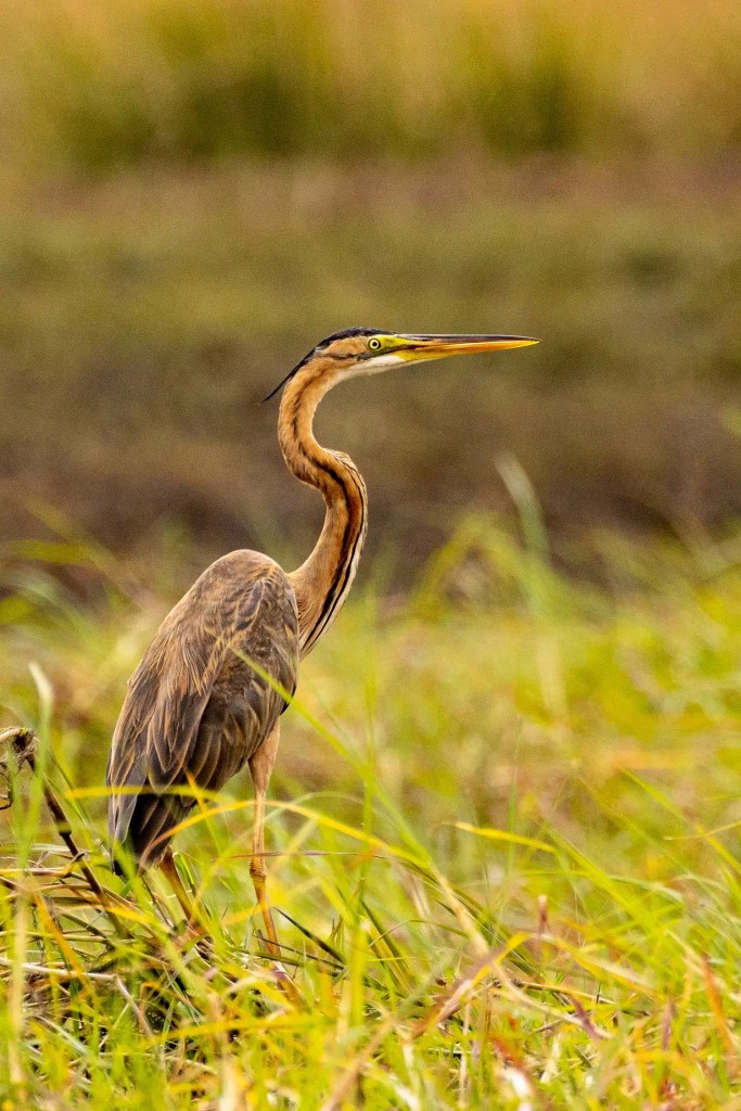 Purple heron in Chobe National Park, Botswana, standing in tall grass.