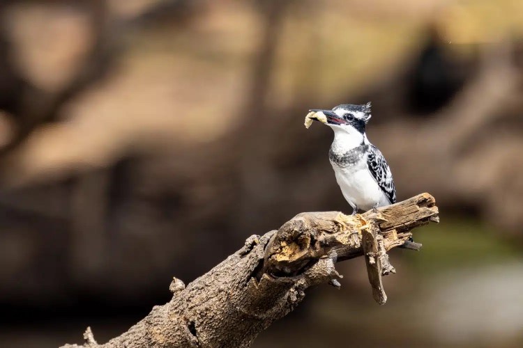 Pied kingfisher with a fish in its beak, perched on a branch in Chobe National Park, Botswana.