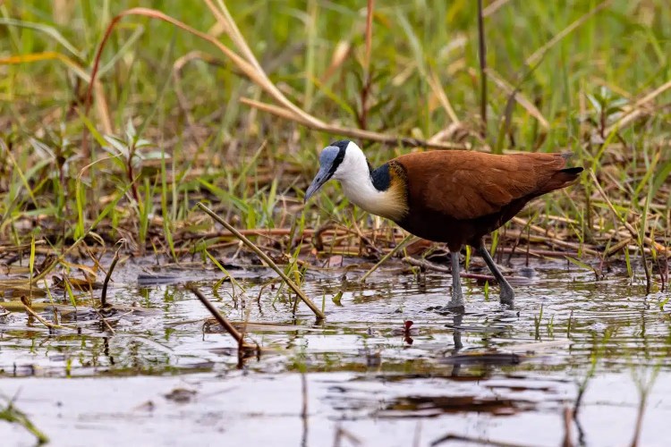 African Jacana wading in shallow water at Chobe National Park, Botswana.