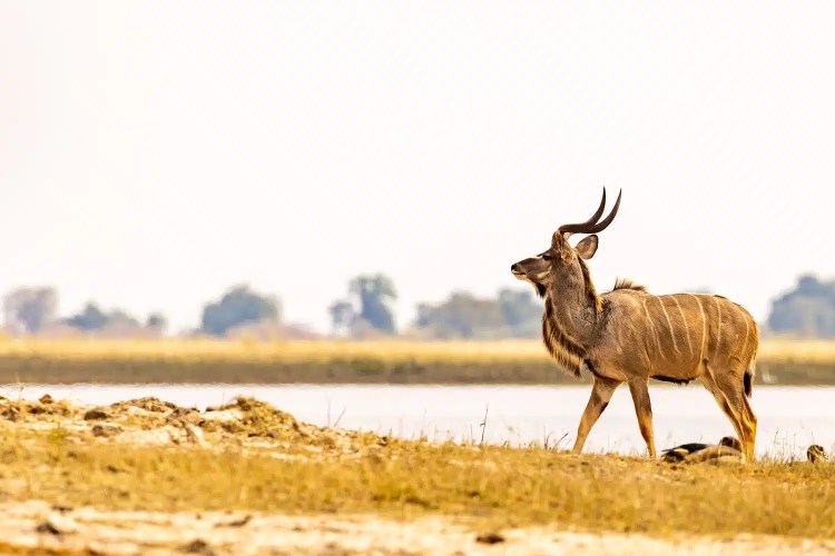 Kudu in Chobe National Park, Botswana