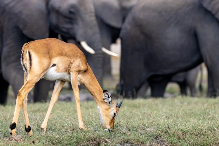 Impala grazing in Chobe National Park, Botswana, with elephants in the background.