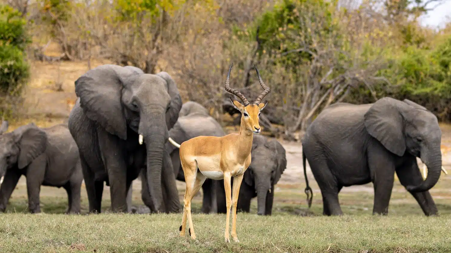 Impala stands out in front of elephants in Botswana's Chobe National Park.