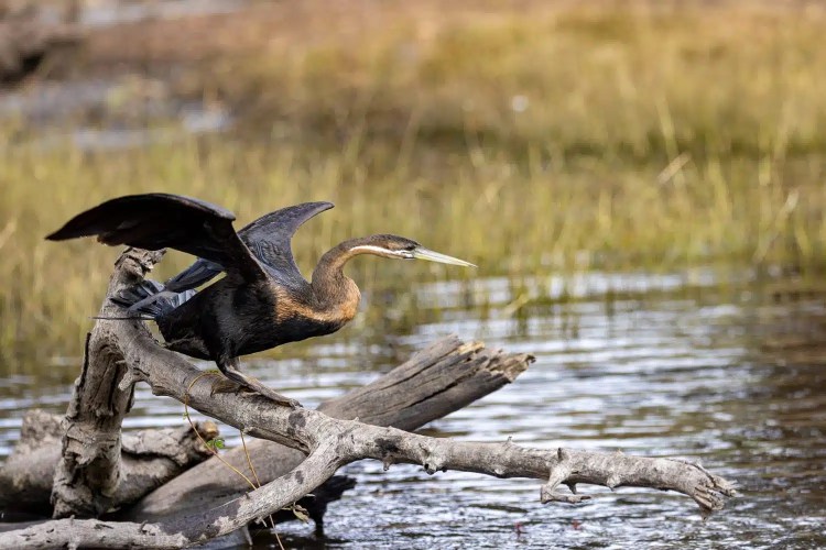 African Darter bird perched on a log in Chobe National Park, Botswana, wings partially open.
