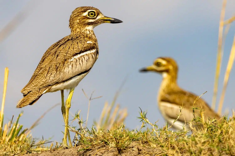 Two water thick-knee birds in Chobe National Park, Botswana. One is in focus, standing in grass.