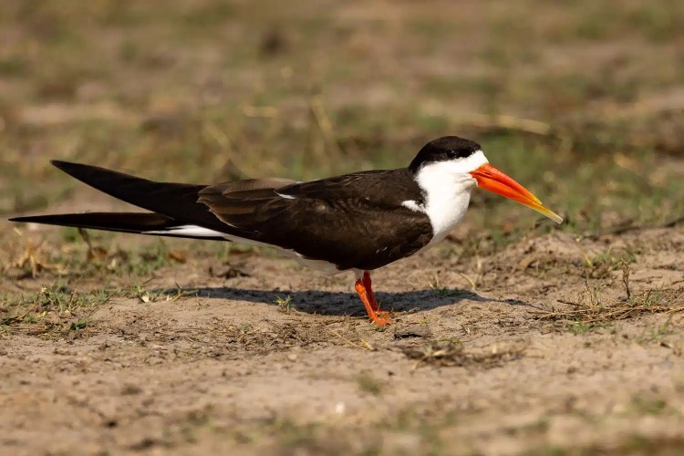 African Skimmer in Chobe National Park, Botswana. Bird with distinctive orange beak and black and white plumage.