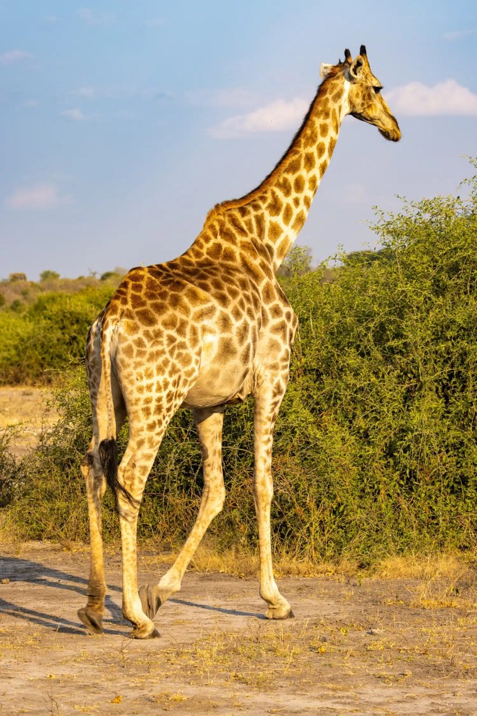 Giraffe walking in Chobe National Park, Botswana. Wildlife in its natural habitat.