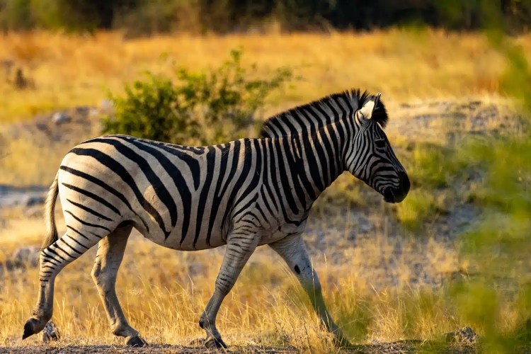 Zebra walking in Chobe National Park, Botswana.
