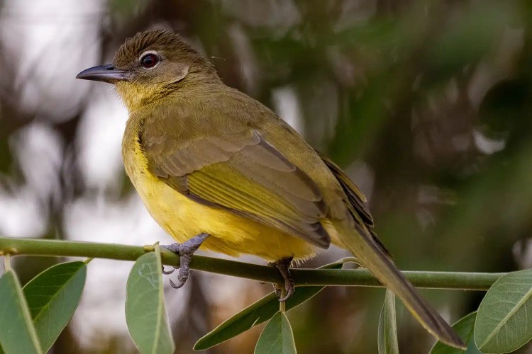 Yellow-bellied greenbul perched on a branch in Chobe National Park, Botswana.