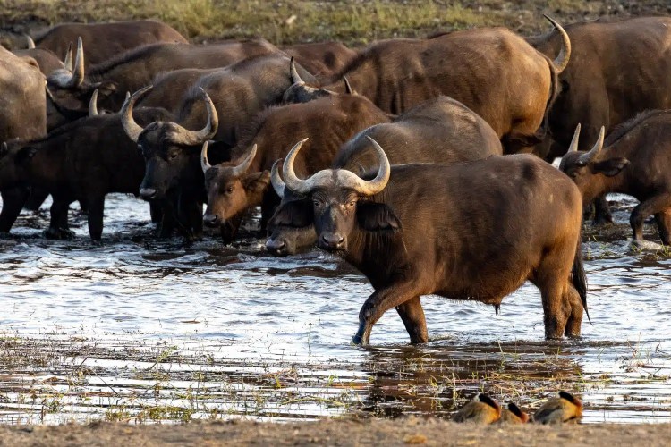 Cape buffalo herd wading in water at Chobe National Park, Botswana