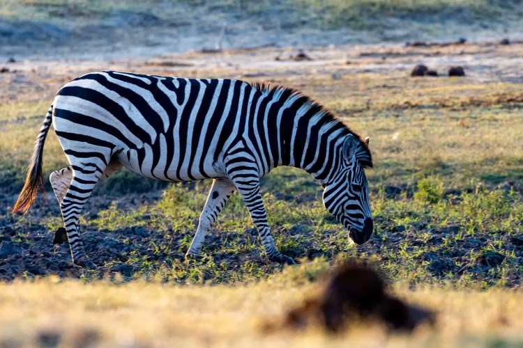 Zebra grazing in Chobe National Park, Botswana. Black and white stripes visible in the sunlight.