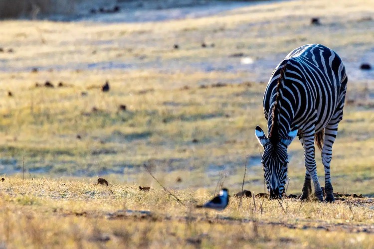 Zebra grazing in Chobe National Park, Botswana. Wildlife in golden light.