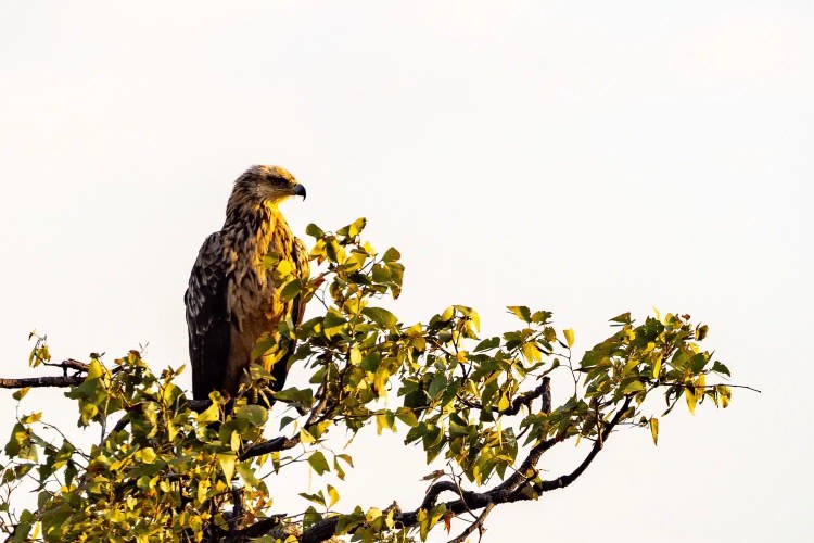 Tawny eagle perched in a tree in Chobe National Park, Botswana.