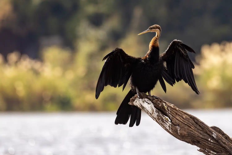 African darter bird with wings spread on a branch in Chobe National Park, Botswana.