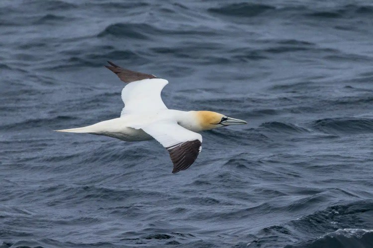 Gannet in flight over the North Sea near the Isle of May.