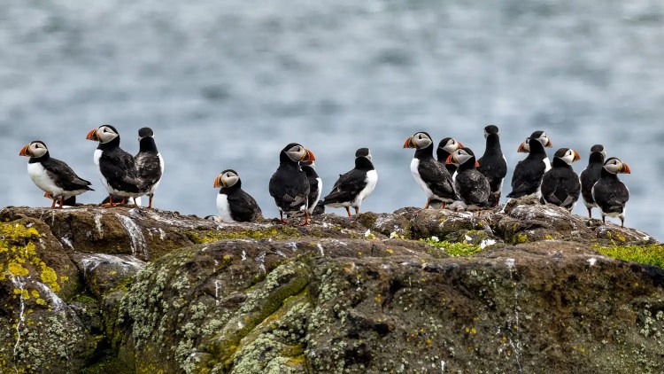 Atlantic puffins on Isle of May, Scotland, with colorful beaks and black and white plumage, perched on a rocky outcrop.