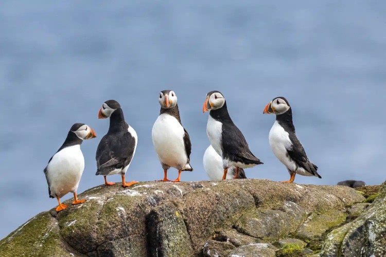 Atlantic puffins on the Isle of May, Scotland.
