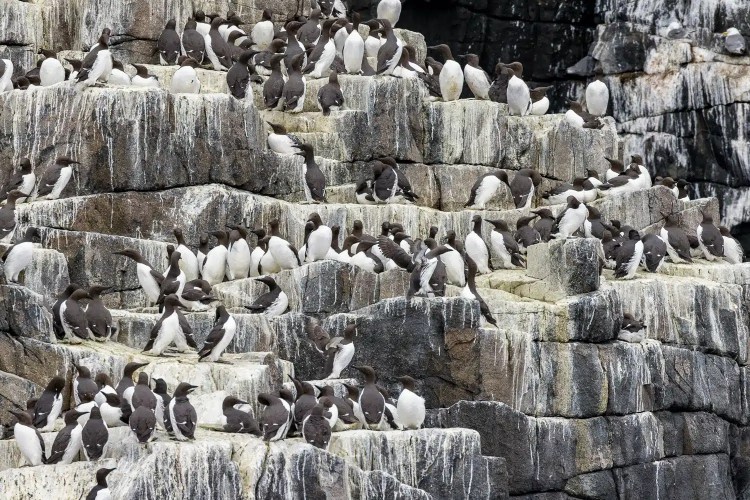 Guillemots nesting on Isle of May cliffs. Large seabird colony on rocky ledges.