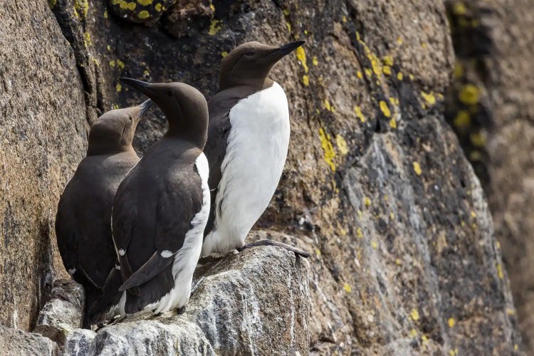 Guillemots on Isle of May cliffs, a mix of common and bridled varieties.