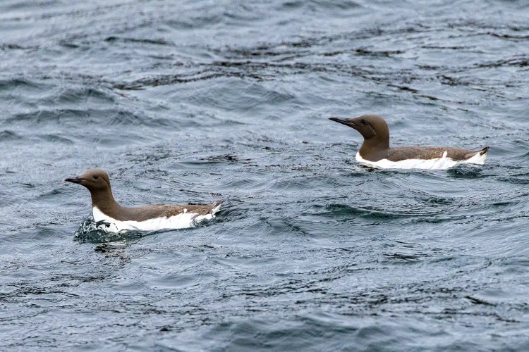 Two Guillemots swimming in the water near the Isle of May.