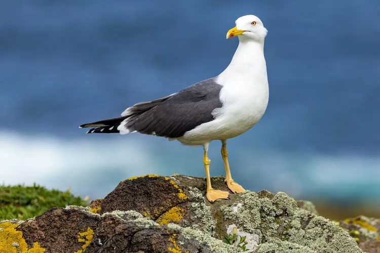Seagull on the Isle of May, Scotland. Bird standing on a lichen-covered rock with ocean background.
