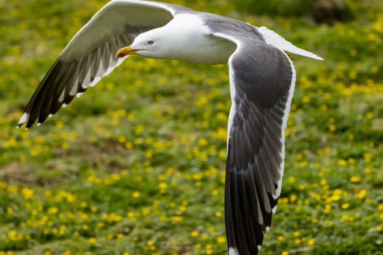Herring gull in flight over the Isle of May, Scotland