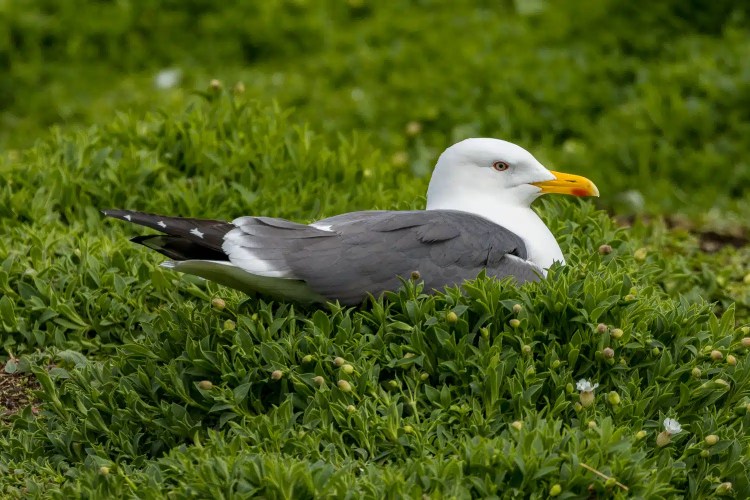 Resting seagull on the Isle of May, surrounded by green vegetation.