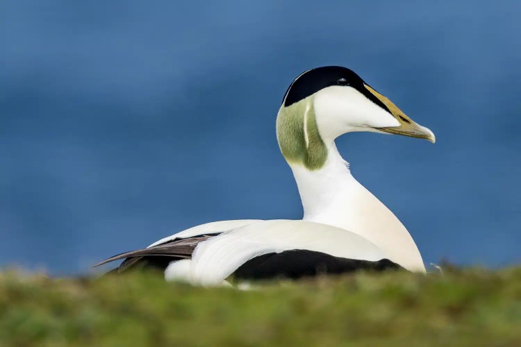 Male Common Eider duck on Isle of May, Scotland.