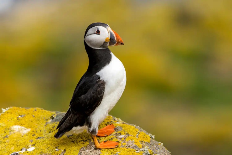 Atlantic puffin on the Isle of May, showcasing its colorful beak and feet.
