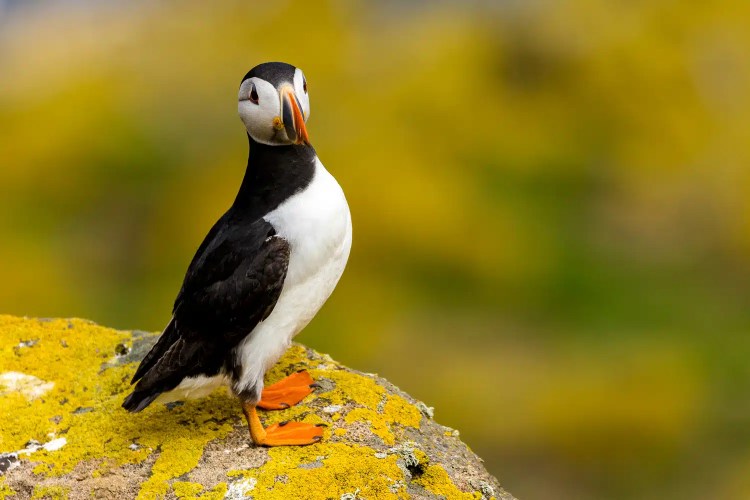 Atlantic puffin on Isle of May, Scotland. The bird has a colorful beak and orange feet.