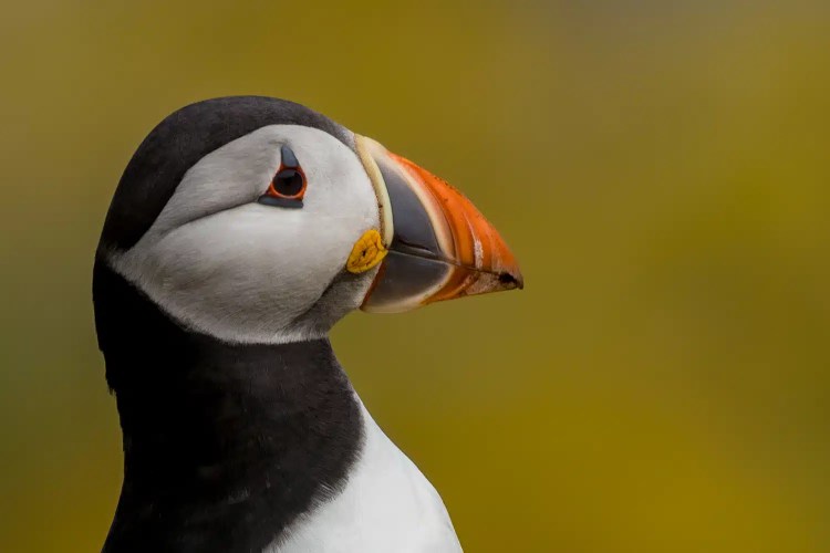 Atlantic puffin portrait. Wildlife photography workshops Scotland offer puffin photo opportunities.